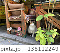 トルコ　イスタンブール　猫のいる風景 138112249