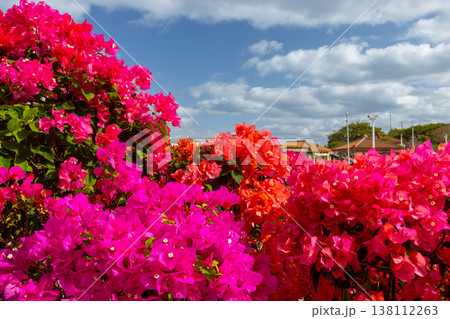 沖縄県国頭郡本部町石川　海洋博公園の鮮やかなブーゲンビリアと青空 138112263