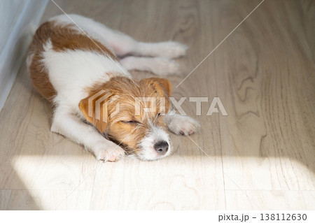 Small Jack Russell terrier puppy sleeping on wooden floor in sunlight. Small Jack Russell terrier puppy sleeping on wooden floor in sunlight. 138112630