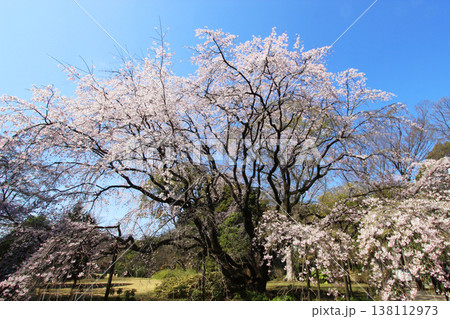 六義園の枝垂れ桜 六義園の枝垂れ桜 138112973