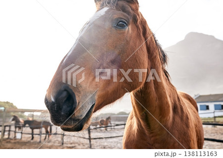 Horse, closeup and portrait outdoor on farm, countryside or nature in summer with animal in agriculture or environment. Stallion, pet or mare pony at stable fence for equestrian riding or farming Horse, closeup and portrait outdoor on farm, countryside or nature in summer with animal in agriculture or environment. Stallion, pet or mare pony at stable fence for equestrian riding or farming 138113163