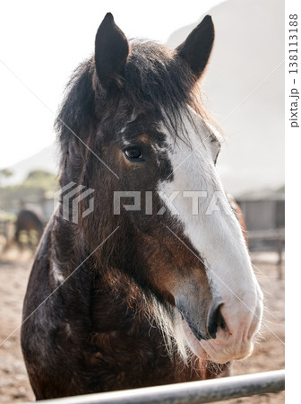 Calm, horse and portrait on farm outdoor in countryside or nature in summer with animal in agriculture or environment. Stallion, pet or mare pony at stable fence for equestrian riding or farming Calm, horse and portrait on farm outdoor in countryside or nature in summer with animal in agriculture or environment. Stallion, pet or mare pony at stable fence for equestrian riding or farming 138113188