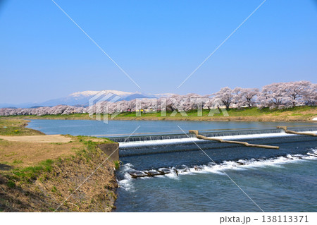 春 桜 白石川 韮神堰 春 桜 白石川 韮神堰 138113371