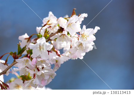White, nature and flowers outdoor for spring aesthetic in garden, environment and ecosystem. Natural background, season and Cherry Blossom on tree with petals, bloom and floral growth in Japan White, nature and flowers outdoor for spring aesthetic in garden, environment and ecosystem. Natural background, season and Cherry Blossom on tree with petals, bloom and floral growth in Japan 138113413