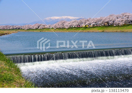 春　桜　白石川　韮神堰 138113470