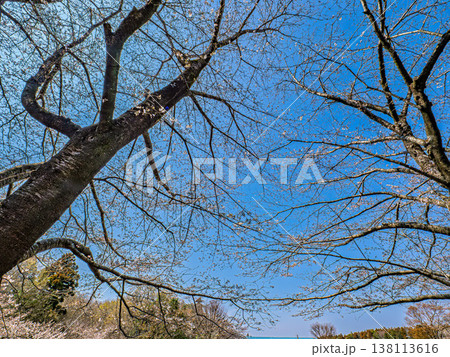 青空に映える桜 青空に映える桜 138113616