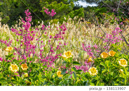 沖縄県名護市名護　名護城公園さくらの園の早咲きの琉球寒緋桜とウコンラッパバナ 138113907