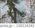 水鏡に写る自分の姿に見惚れる桜 138114242
