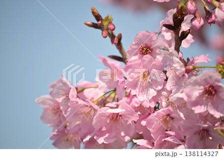 青空に映える淡いピンクの大寒桜(オオカンザクラ)とつぼみ 青空に映える淡いピンクの大寒桜(オオカンザクラ)とつぼみ 138114327