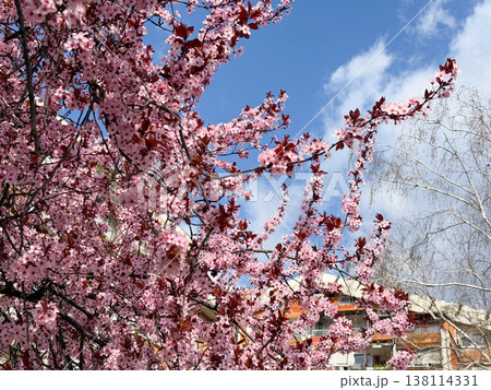 Pink Prunus cerasifera blossoms on slender branches with copper leaves in soft focus. Spring flowering detail, ornamental horticulture, urban garden mood, seasonal freshness, botanical elegance 138114331