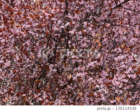 Flowering Prunus cerasifera canopy with pink blossoms and burgundy foliage in urban spring. Seasonal abundance, ornamental tree texture, botanical background, city landscape renewal concept. 138114336
