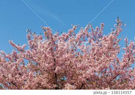 河津桜と青空 138114357
