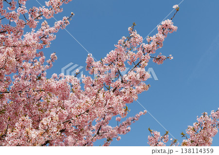 河津桜と青空 138114359