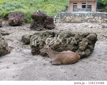 インドネシア コモド島 にいる 鹿 138114366