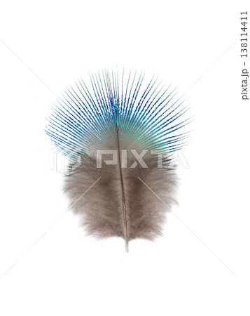 Small peacock feather with intricate patterns of blue and gray colors shows natural beauty and design Small peacock feather with intricate patterns of blue and gray colors shows natural beauty and design 138114411