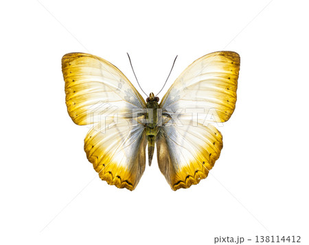 butterfly cymothoe reinholdi isolated on white background butterfly cymothoe reinholdi isolated on white background 138114412