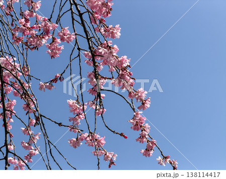 青空と満開のピンク色の桜の花。 青空と満開のピンク色の桜の花。 138114417