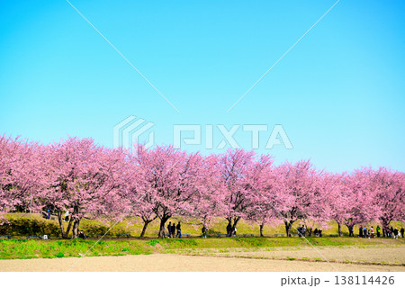 桜並木の綺麗な北浅羽桜堤公園 畑から見る早咲き安行寒桜 桜並木の綺麗な北浅羽桜堤公園 畑から見る早咲き安行寒桜 138114426