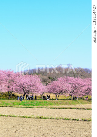 桜並木の綺麗な北浅羽桜堤公園　畑から見る早咲き安行寒桜 138114427