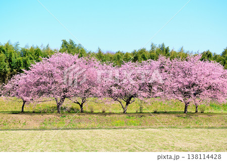 桜並木の綺麗な北浅羽桜堤公園 畑から見る早咲き安行寒桜 桜並木の綺麗な北浅羽桜堤公園 畑から見る早咲き安行寒桜 138114428