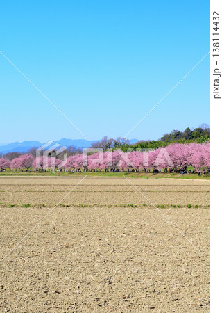 桜並木の綺麗な北浅羽桜堤公園 畑から見る早咲き安行寒桜 桜並木の綺麗な北浅羽桜堤公園 畑から見る早咲き安行寒桜 138114432