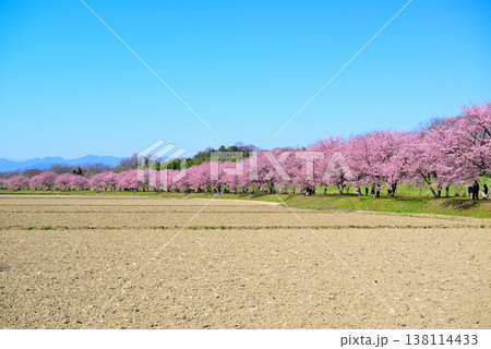 桜並木の綺麗な北浅羽桜堤公園　畑から見る早咲き安行寒桜 138114433