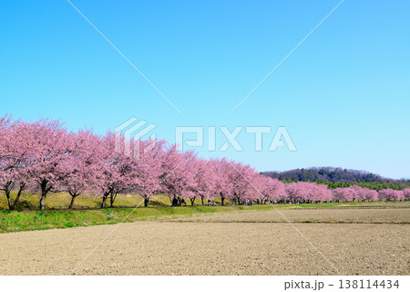 桜並木の綺麗な北浅羽桜堤公園 畑から見る早咲き安行寒桜 桜並木の綺麗な北浅羽桜堤公園 畑から見る早咲き安行寒桜 138114434