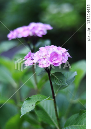 梅雨の晴れ間に咲くピンクの紫陽花 梅雨の晴れ間に咲くピンクの紫陽花 138114436