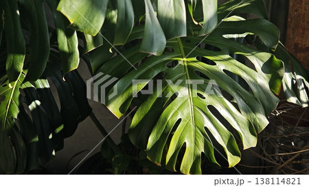 Large monstera leaf displays unique splits and holes, illuminated by sunlight, highlighting its vibrant green color and rich texture against a dark backdrop Large monstera leaf displays unique splits and holes, illuminated by sunlight, highlighting its vibrant green color and rich texture against a dark backdrop 138114821