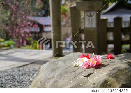 大豊神社の落ち椿 大豊神社の落ち椿 138114835