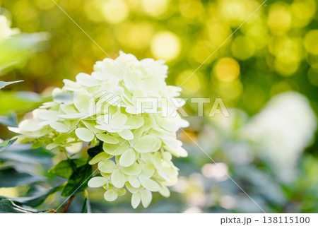Fresh Lime Green Graffiti Hydrangea Bloom in Garden 138115100