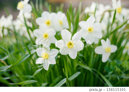 Fresh White Narcissus Cluster on Blurred Green Background 138115101