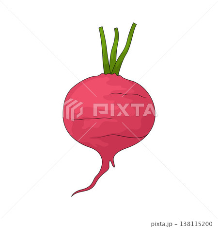 Illustration of Beet 138115200