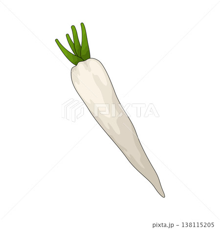 Illustration of Daikon Illustration of Daikon 138115205
