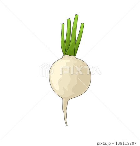 Illustration of white turnip 138115207