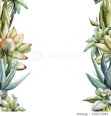 Watercolor echeveria rosette succulents, aloe vera, Sansevieria snake plant seamless banner. Hand drawn illustration for eco startup landing pages, natural skincare marketing, plant shop promotions. 138115461