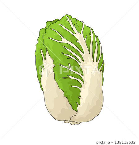 Illustration of Napa Cabbage Illustration of Napa Cabbage 138115632