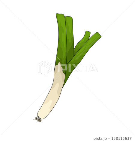 Illustration of Leek Illustration of Leek 138115637