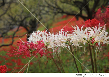 秋の花 彼岸花 88 138115776