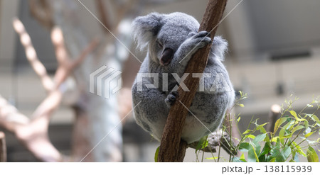 木の上でくつろぐ可愛いコアラ 138115939