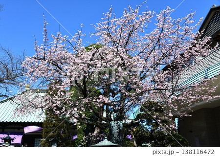 満開の桜が咲く参道の風景 138116472