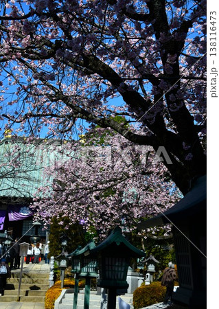 満開の桜が咲く参道の風景 138116473
