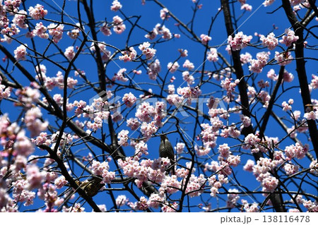 満開の桜が咲く参道の風景 138116478