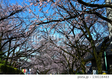 満開の桜が咲く参道の風景 満開の桜が咲く参道の風景 138116483