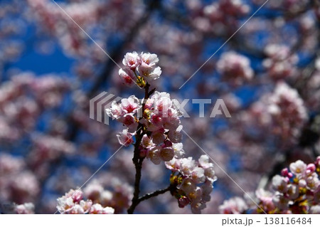 満開の桜が咲く参道の風景 満開の桜が咲く参道の風景 138116484