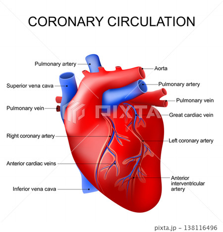 Heart anatomy. Coronary circulation. 138116496