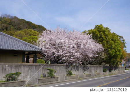 兵庫県淡路市　桜の時期の静の里公園 138117019