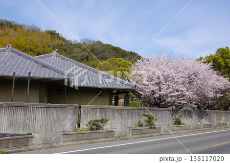 兵庫県淡路市　桜の時期の静の里公園 138117020