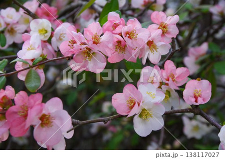 ボケの花 ボケの花 138117027