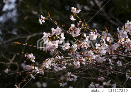 咲始めたクマノザクラ（那智勝浦町湯川にて） 138117239